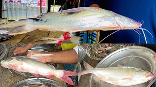 গরম পদ্মা নদীর পাইকারি মাছ বাজার Beside Padma river wholesale fish market