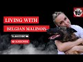 Living with a Belgian Malinois