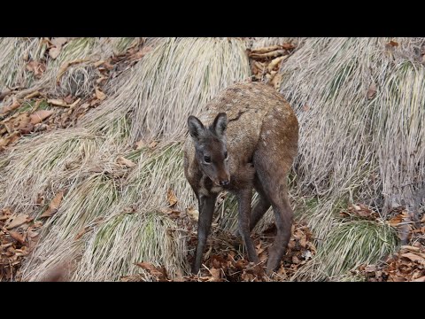 КАБАРГА – ПРИМОРСКИЙ КЕНГУРУ