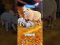 СНЕЖНЫЙ БАРС ЖИВЕТ С ОВЦАМИ