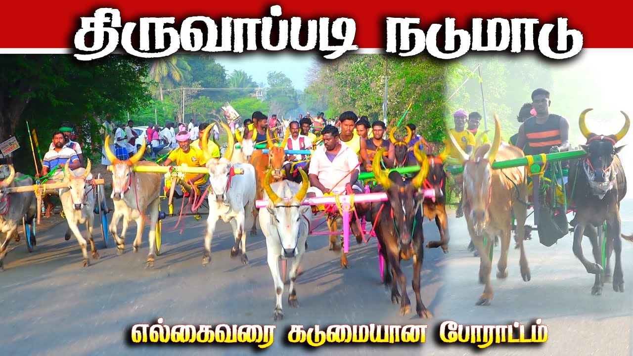 திருவாப்படி நடுமாடு 18.01.2026