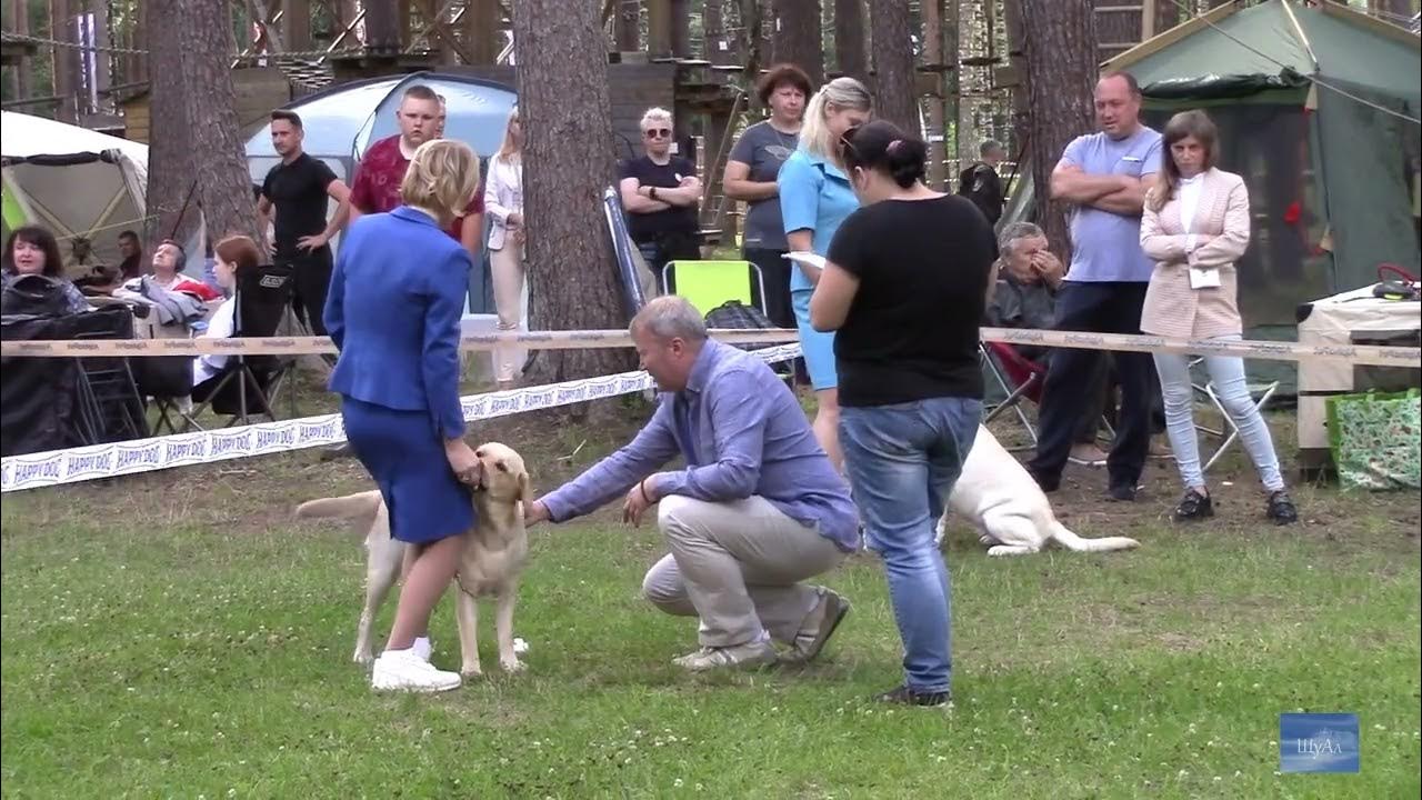 На выставке собак. Выставка французских бульдогов в москве 2023. Триммингующиеся породы собак. Выставка собак псков 11 мая 2024. Выставка собак псков 11 мая 2024.