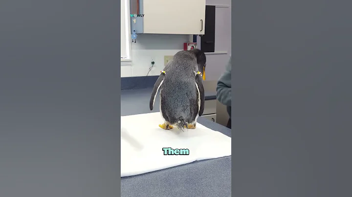 Why You Should Never Touch a Penguin in Antarctica 🐧❄️ | Amazing Fact You Didn’t Know!