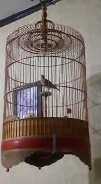 branjangan sonca gacor