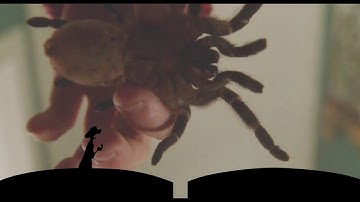 Timon and Pumbaa Interrupt 6 Home Alone