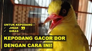 CARA MERAWAT BURUNG KEPODANG SUPAYA CEPAT GACOR DOR