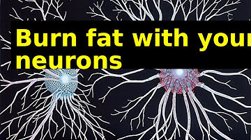 Neurons: More than Sugar, Also Burn Fat