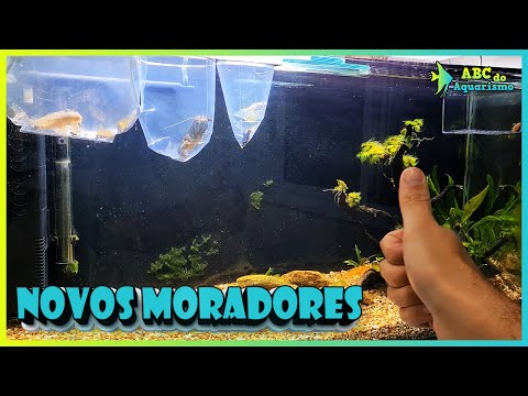 Vídeo: Projeto De Genoma De Ompok Bimaculatus (peixe Pabda)