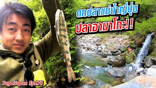 ตกปลาแม่น้ำญี่ปุ่น ปลายามาเมะ ปลานิชิมัตสึ !!! | SugoiJapan | Ep278