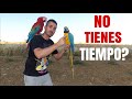 🦜¿NO tienes TIEMPO para TU LORO?❎😏¿Para qué quieres un LORO?