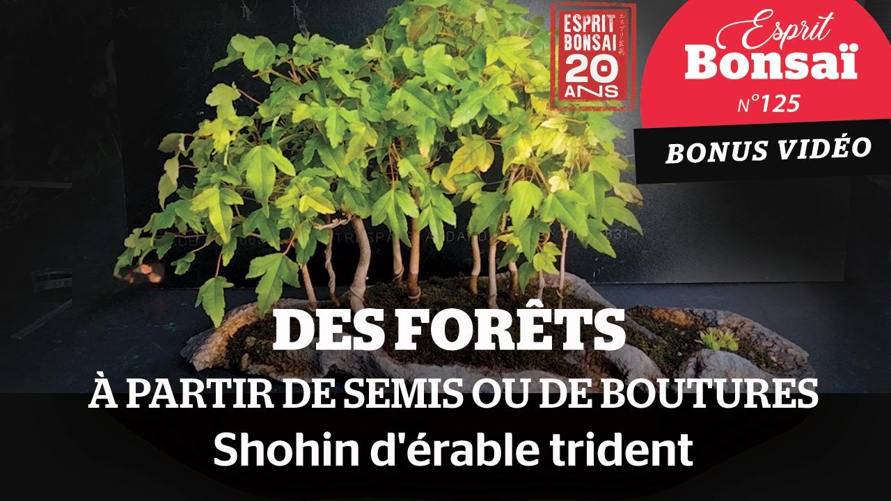 Des forêts à partir de semis ou de boutures [Bonus Esprit Bonsaï 125]