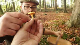 How to find EDIBLE MUSHROOMS | Where to look | Conditions | Woodland Foraging for Wild Food