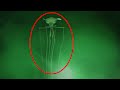 Top 15 SCARY Mysterious Creatures Caught On Video