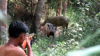 WILD BOAR HUNTING PART.6 INDUKAN BABI BESAR LANSUNG ROBOH