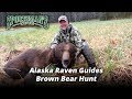 Alaska Raven Guides Brown Bear Hunt