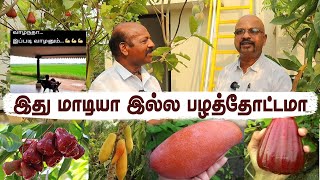 🏡🌱5 வருட வாடிக்கையாளர் வியந்து பார்த்த நம் மாடித்தோட்டம் |Loyal Customer Visits Our Terrace Garden