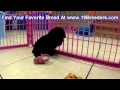 Toy Poodle, Puppies, For, Sale, In, Oklahoma City, Oklahoma, OK, Warr Acres, Guthrie, Weatherford, G Toy Poodle, Puppies, For, Sale, In, Oklahoma City, Oklahoma, OK, Warr Acres, Guthrie, Weatherford, G