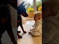 Gentle Doberman👶🐶 Baby's Bark Gets a Sweet Reply!