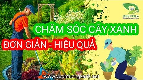 Hướng dẫn CHĂM SÓC CÂY CẢNH trong nhà & văn phòng làm việc để cây luôn xanh và phát triển tốt