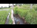 Rice Field Atmosphere