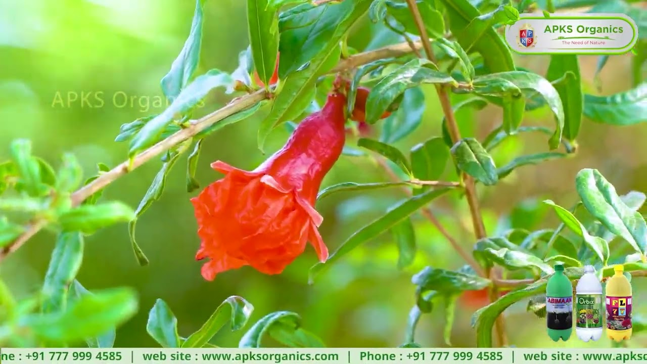 [ Kannada ] Pomegranates Online Farmer Mr.Babu Shares Honest Feedback on Our Products! 🍎🌿