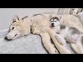 【実兄弟】やんちゃすぎる弟に優しく接する兄が尊すぎる.... 【シベリアンハスキー】