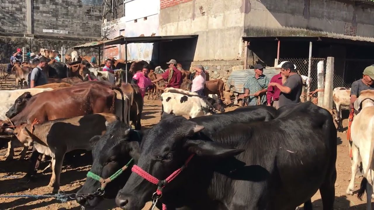 6 de marzo 2026 tiangue de Nueva Guadalupe San Miguel 