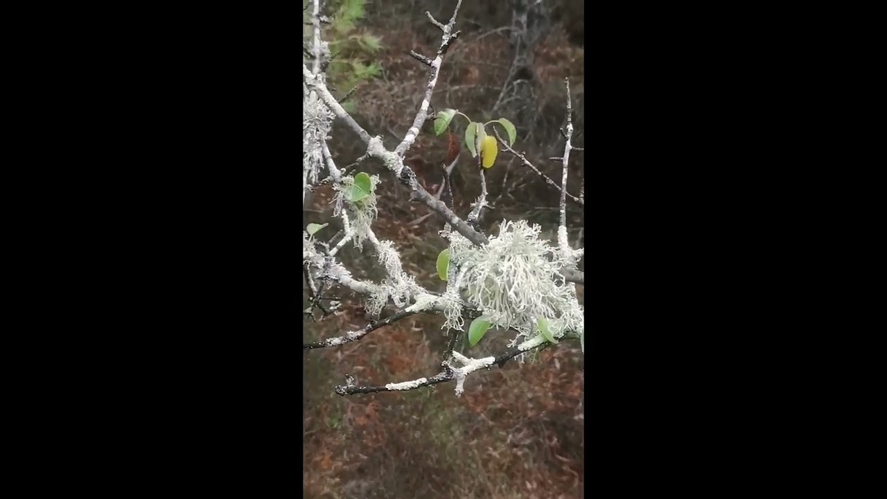 fandango de Valverde por Marcelo Palanco padre e hijo