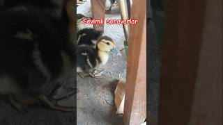 Domates Hırsızlarını Buldum Gel De Bunlara Sinirlen Çya