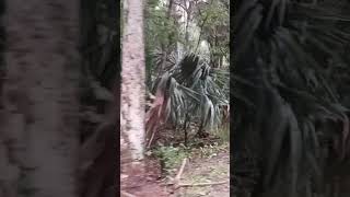 A Tree Down In The Road In Otter Creek Fl After Hurricane Idalia