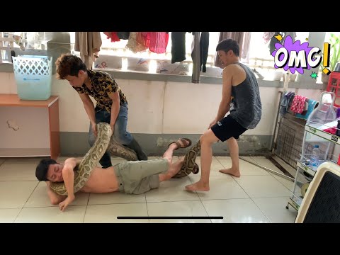Giant python entered people's houses to catch dogs, met guests to play in the house and the end!