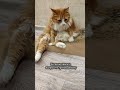 Когда не удалось выпросить добавки смешно юмор кошки Cat Animals кот смешныекошки Когда не удалось выпросить добавки смешно юмор кошки Cat Animals кот смешныекошки