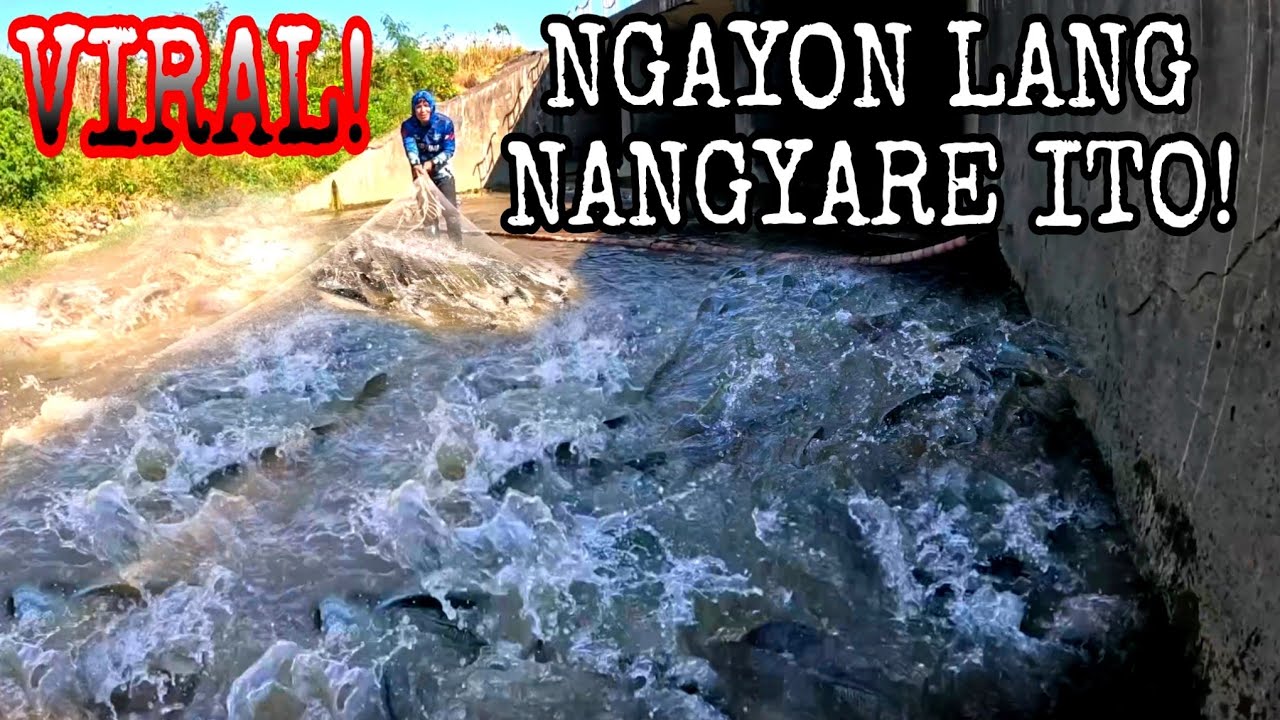 Hala!!! Dumagsa Ang Milyon Milyong Isda Sa Mababaw 😱 Jackpot Kami!