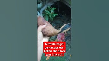belibis kembang jantan