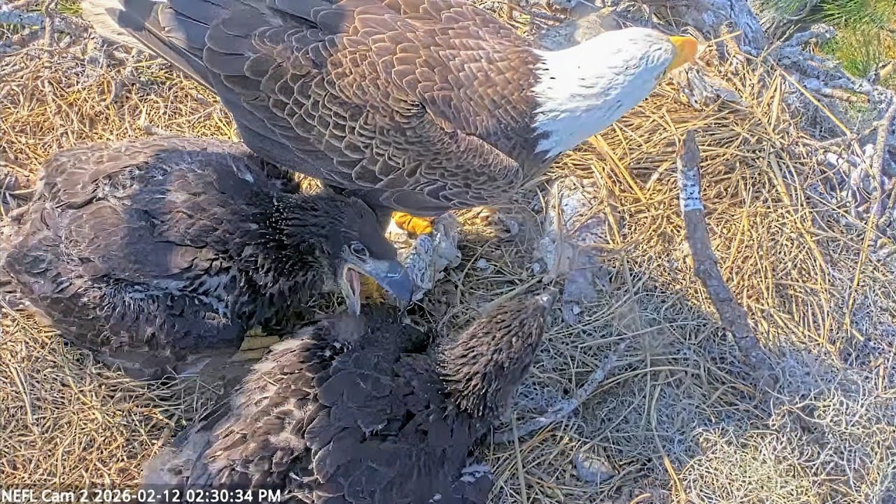 NEFL EAGLES 2026.2.12 ☺️EVE gently conveyed the priorities to KAI!