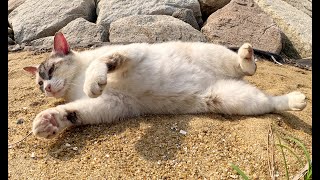 A Siamese cat who lives on a rocky shore in the sea came to meet humans.