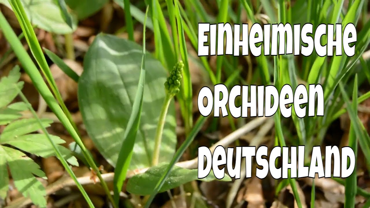 Wilde Orchideen vor der Haustür: 5 Arten, die du leicht übersiehst