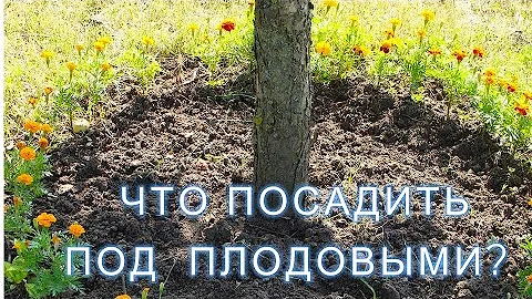 ЧТО ПОСАДИТЬ ПОД ЯБЛОНЕЙ? Какие овощи, зелень и цветы можно посадить под плодовыми деревьями в саду