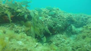 Bateig Superdive Tossa