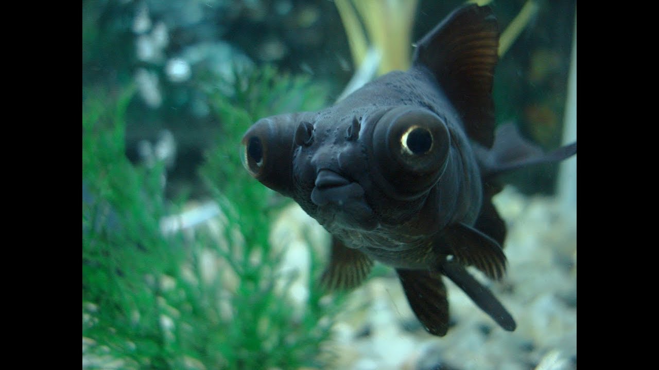 Telescope Eye / Black Moor Goldfish In Government Aquarium