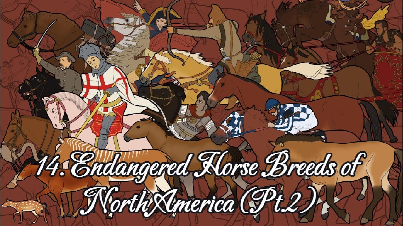 14. Endangered Horse Breeds of North America (Pt.2)