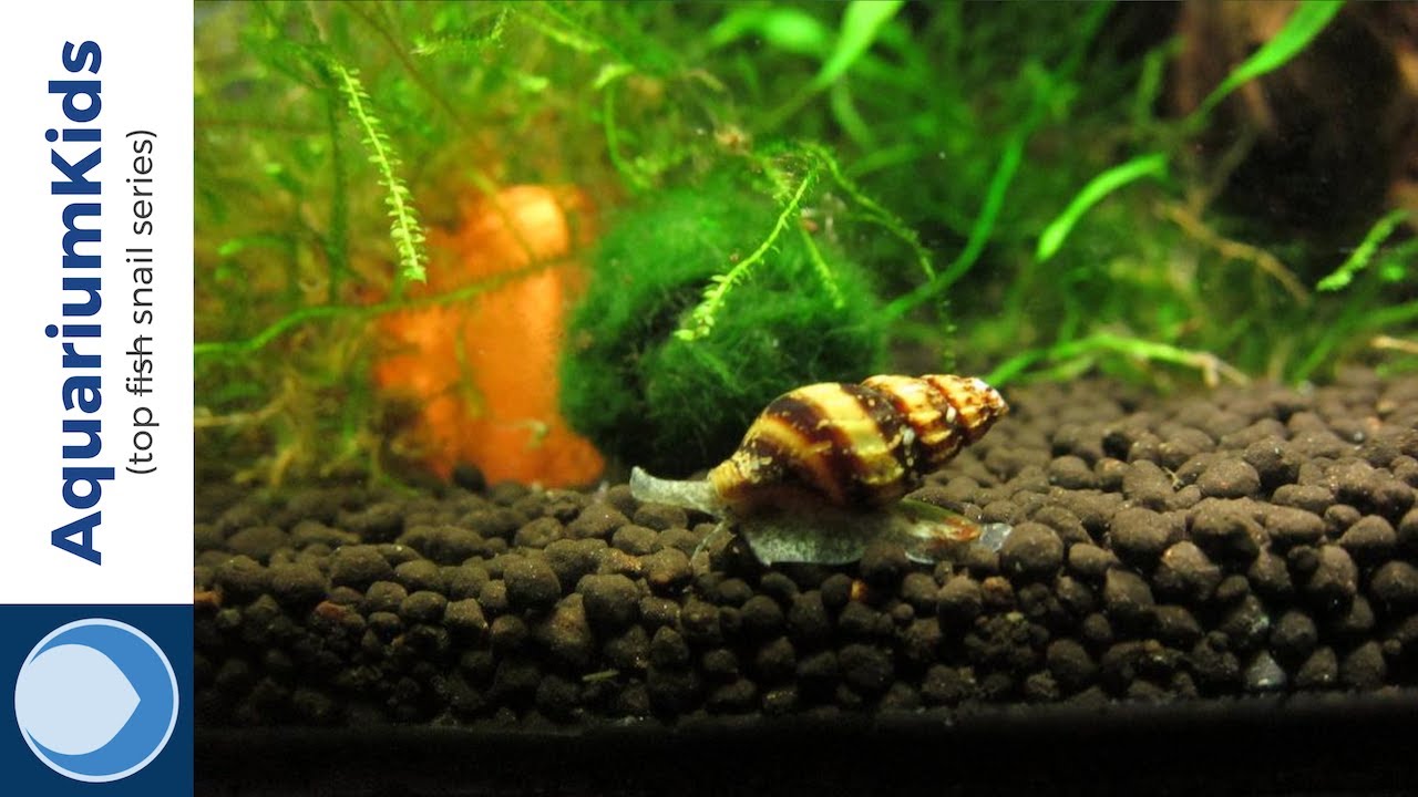 best snails for freshwater tank