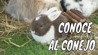 ¿Puedo tener un conejo como mascota? [❗Selección mejores vídeos❗]