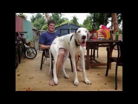 Big Dogs that