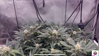 Optic Slim 600H & 500s - Veg & Flowering 6
