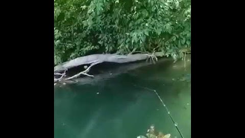 Gran pesca de siluro gigante bagre gigante viva fanpesca