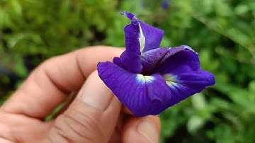 Thầy Vi Na giới thiệu và hướng dẫn sử dụng hoa Diệp Linh hổ trợ điều trị bệnh tiểu đường rất tốt.