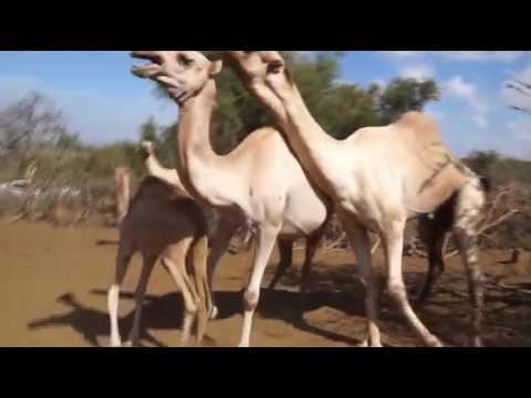 mating camel