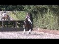 medium extended trot
