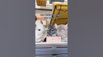 The Lords of Fluffshire and the Titles They Shouldn’t Have